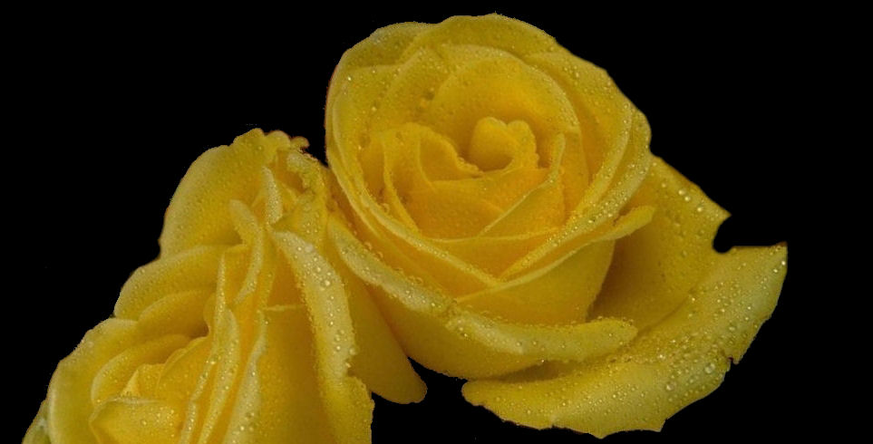 Our symbol, the yellow rose.